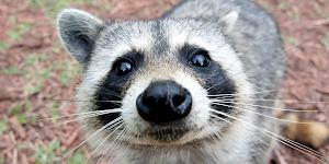 Close up image of a curious raccoon inspecting the camera with a friendly face.